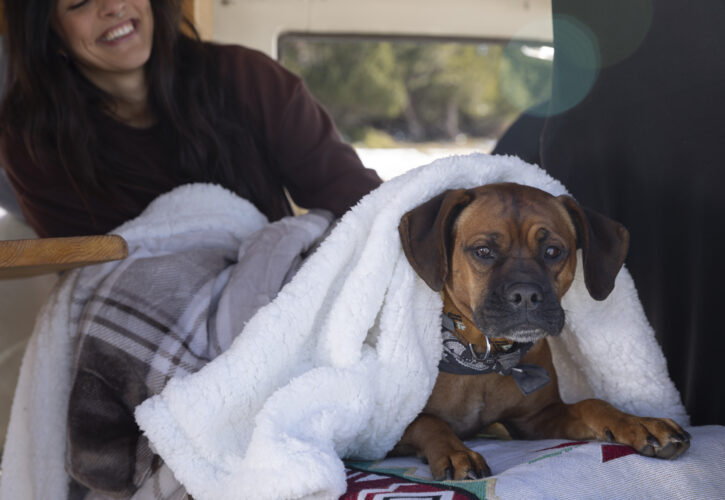 Como Cuidar a tu mascota en Invierno