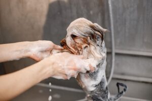 ¿Tu perro tiene miedo al agua? Es normal, algunos perros tiene más dificultad para acostumbrarse al agua. Pero podemos ayudarles poco a poco con algunos trucos que les ayudarán a coger confianza. Te damos unos consejos para enseñar a tu mascota a que disfrute de su baño.