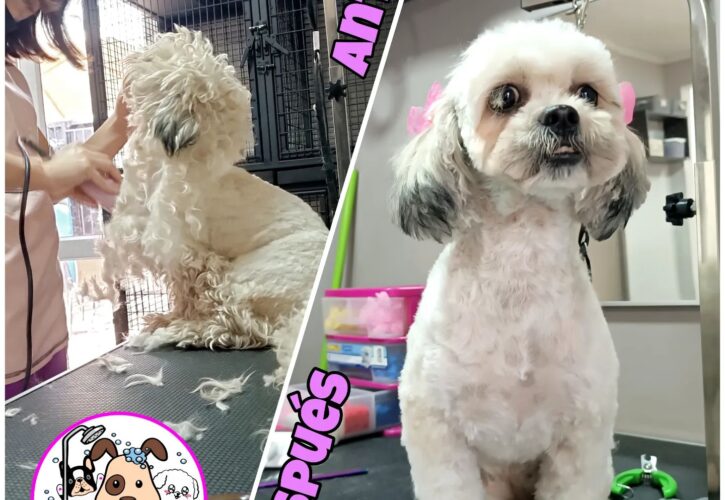 Tu Maskota: Tu mejor opción para la peluquería canina en Santiago de Chile