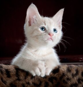 Porque es importante cuidar de tu gato