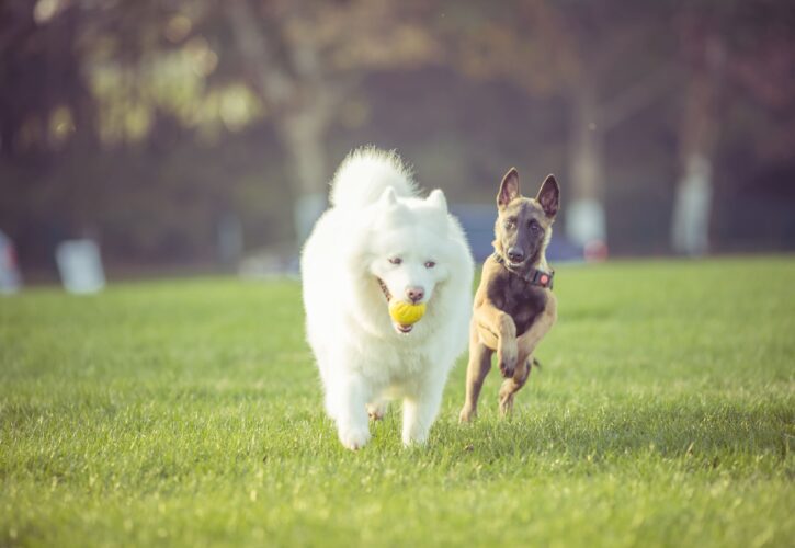 Sabias que tu perro sufre de alergia en primavera