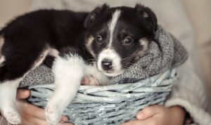 Ventajas en adoptar un pero mestizo