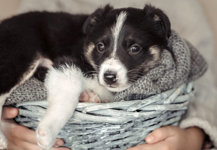 Ventajas en adoptar un perro mestizo