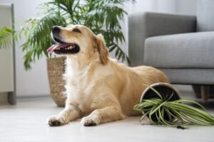 Consejos para aprender a cuidar a tu perro en casa