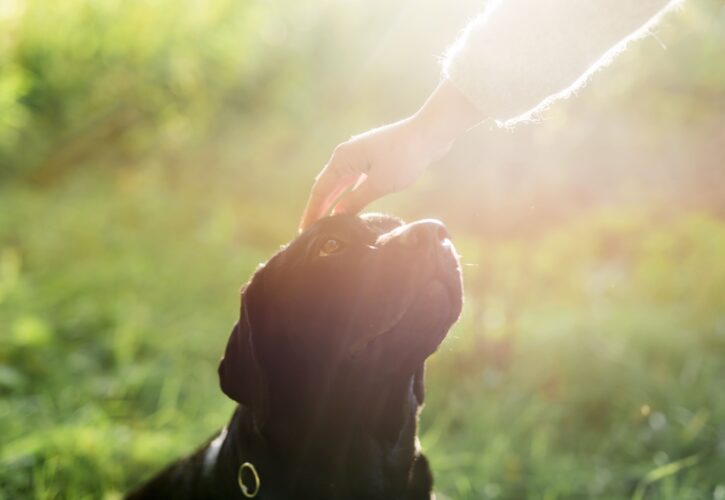 Cómo proteger a tu perro del sol y del calor