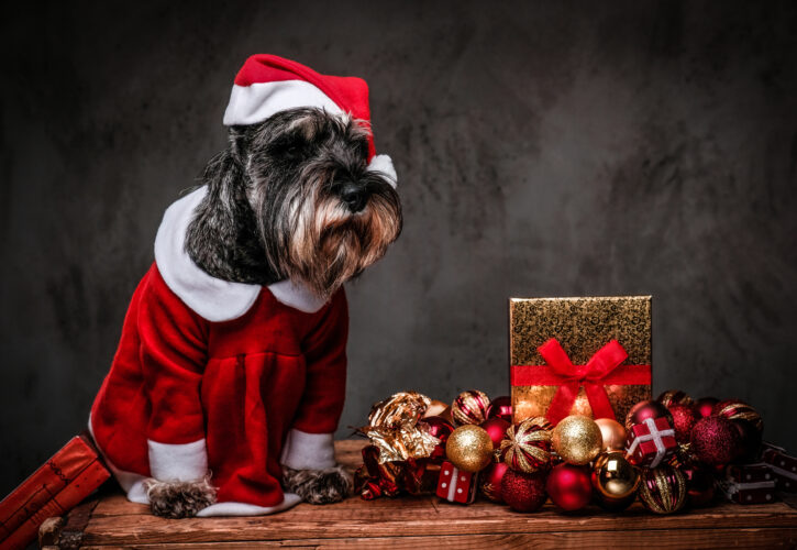 Consejos para disfrutar de una Navidad segura con las mascotas