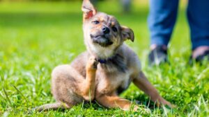 Como combatir las garrapatas en los perros