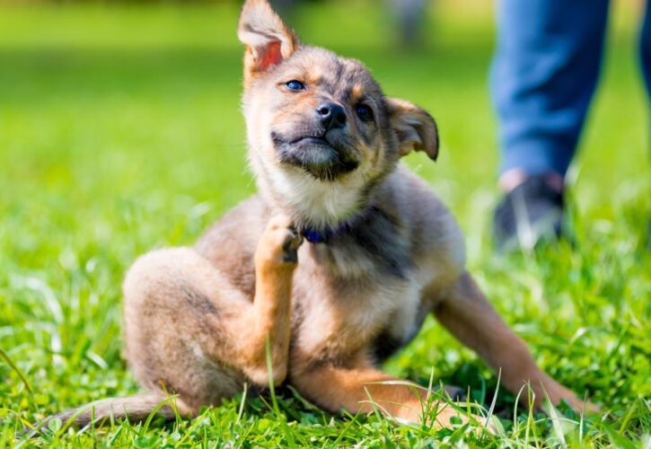 Como combatir las garrapatas en los perros