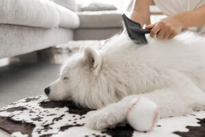 Consejos para cuidar cuidar el pelo de los perros