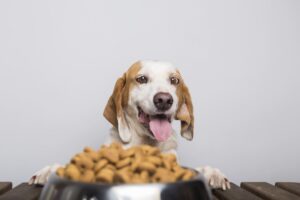 Cuantas veces al día debe comer mi perro y en que cantidad