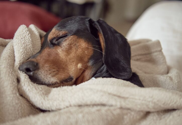 Cómo saber si mi perro tiene fiebre