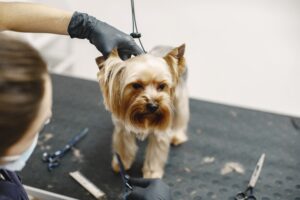 Peluquería canina: Look y Salud