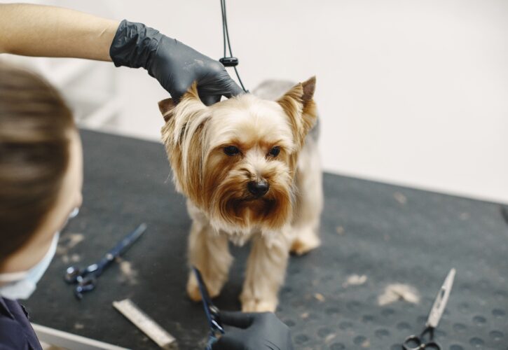 Peluquería canina: Look y Salud