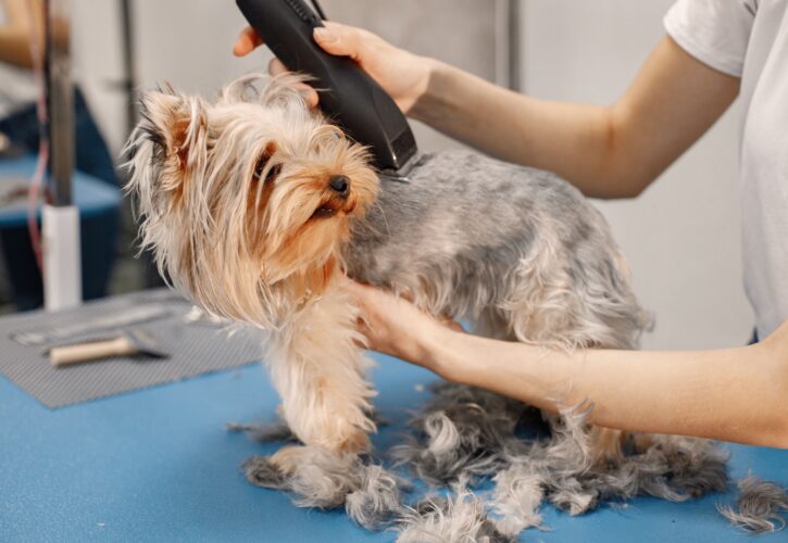 Servicio de peluquería canina