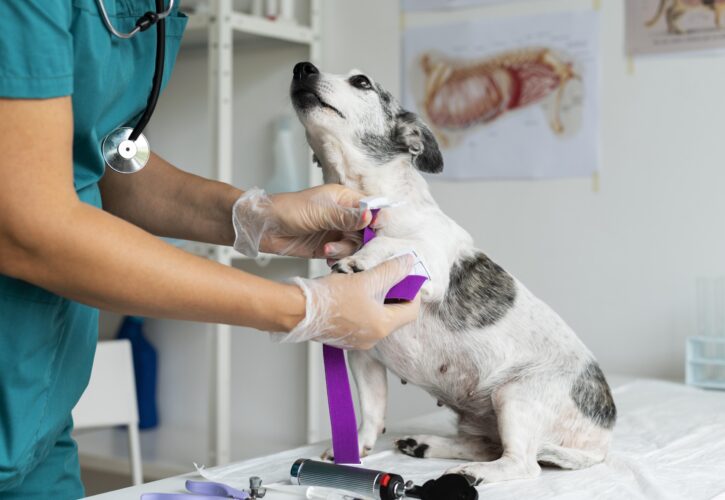 10 consejos prácticos para cuidar la higiene de tu mascota