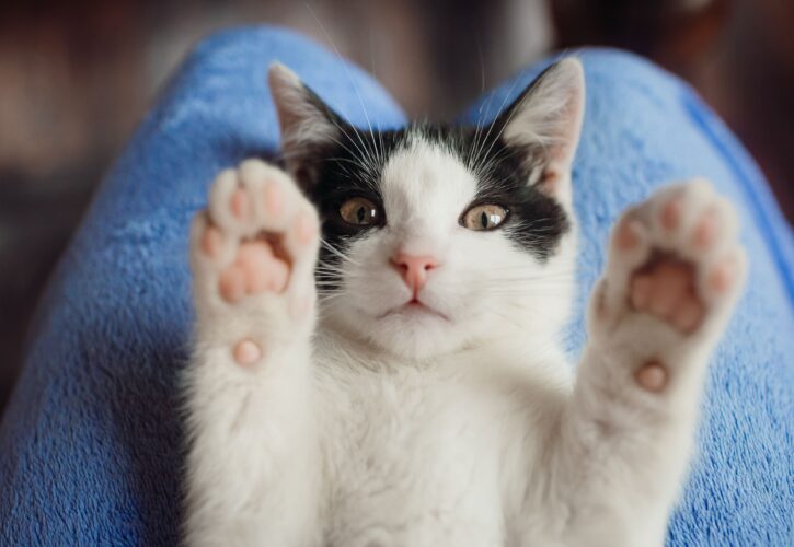 Debo cortarle las uñas a los gatos: Consejos y precauciones