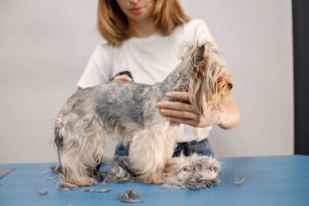 yorkshire-terrier-obteniendo-procedimiento-salon-peluqueria-mujer-joven-camiseta-blanca-recortando-perrito-cachorro-yorkshire-terrier-cortandose-pelo-maquina-afeitar (1)